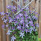 2 piezas Clemátide bulbos perennes resistentes flores plantas de balcon cobertura del suelo la hortensia trepadora es resistente Plantas resistentes para el jardín. bulbos de flores