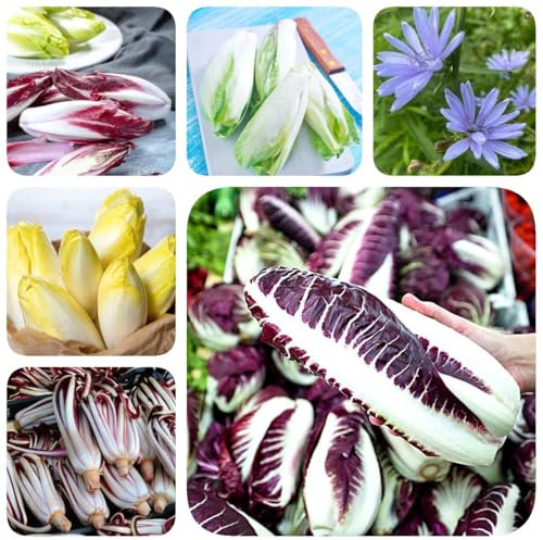 50 piezas Semillas de achicoria - Radicchio - Semillas de hortalizas variedades antiguas camas elevadas para jardín. Semillas de Achicoria Orgánicas huerto regalos sostenibles para