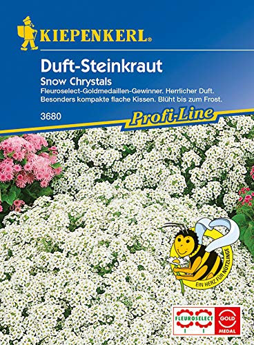 Steinkraut, Lobularia maritima, Snow Crystals