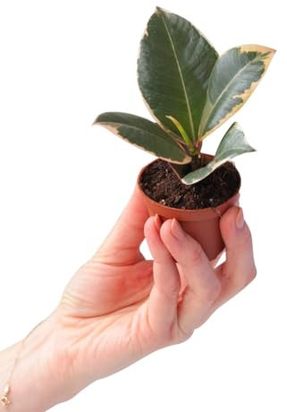 PLNTS - Baby Ficus Tineke (Figuier) - Plante verte Caoutchouc - Plante d'intérieur en 6 cm Pot - Hauteur 15 cm