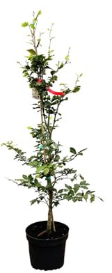 Fagus sylvatica 80-100 cm - Rotbuche, grüne Blätter, ideal für Hecken, winterhart, pflegeleicht