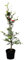 Fagus sylvatica 80-100 cm - Rotbuche, grüne Blätter, ideal für Hecken, winterhart, pflegeleicht