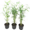 Plant in a Box - Fargesia papyrifera 'Blue Dragon' - Bambou à papier - Jeu de 3 - Pot 13cm - Hauteur 30-40cm
