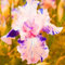 Iris Zwiebeln-Winterhart MehrjäHrig,Iris Knollen Mix,Iris Blumenzwiebeln,Iris Pflanze,Schwertlilien Winterhart Knoll,Iris Blumen,Bonsai Pflanze,Gartenblumen-4zwiebeln-b