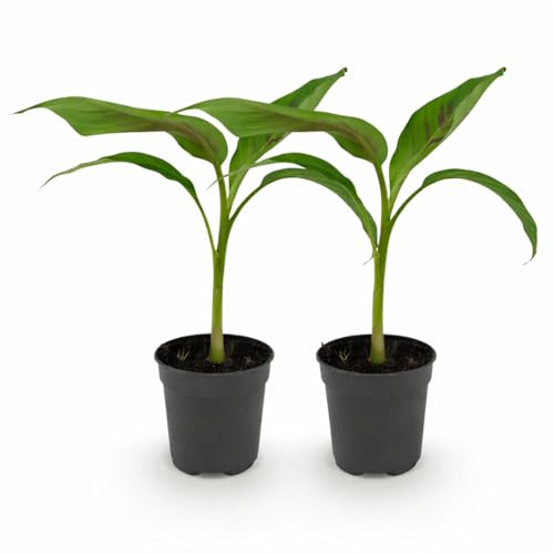 Exotenherz Musa sikkemensis Red Tiger - winterharte Banane - 12cm Topf - ca. 30cm - 2er Set - grün-rot
