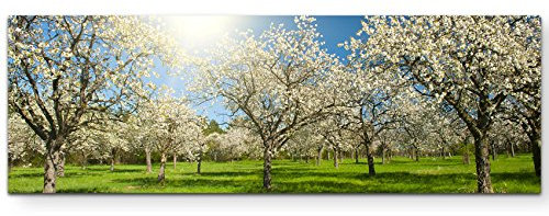 Paul Sinus Art Leinwandbilder | Bilder Leinwand 150x50cm Apfelbaumplantage im Frühling