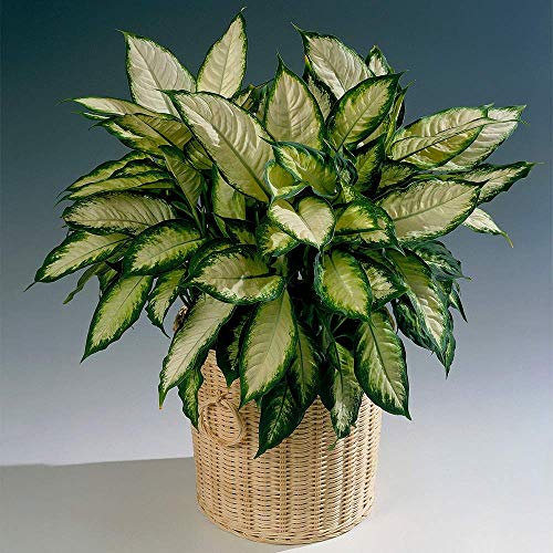 Dieffenbachia Mexican Dumb Cane Tropical Indoor House/Office Plant 12cm Pot