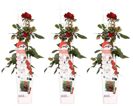 Rosier rouge - lot de 3 - ↨65cm - Ø15 - plante d'extérieur