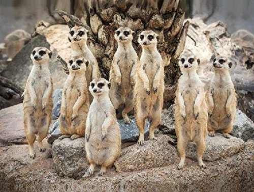 3 D Platzset Erdmännchen, 2erSet, Tischset, Tier Tiere