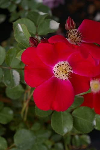 Baumschule Pflanzenvielfalt Strauchrose Candia Meidiland® - Rosa Candia Meidiland® - ADR-Rose - rot mit weißer Mitte - Preis nach Stückzahl 10 Stück