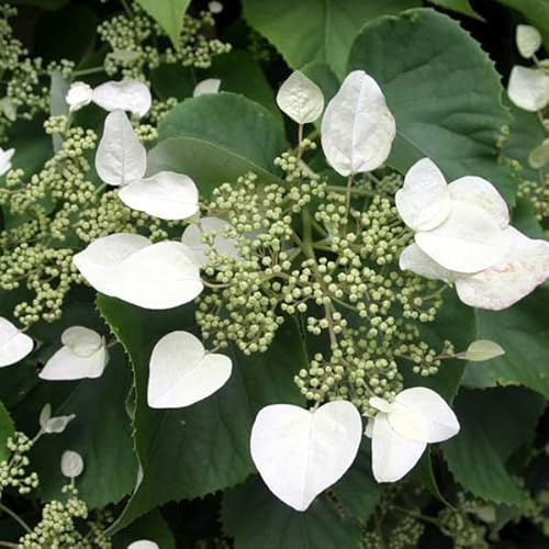 Bauernhortensie 'Mariesii Grandiflora' - Hydrangea macrophylla 'Mariesii Grandiflora' - 25-30 cm Topf - Dekorativer Blütenstrauch