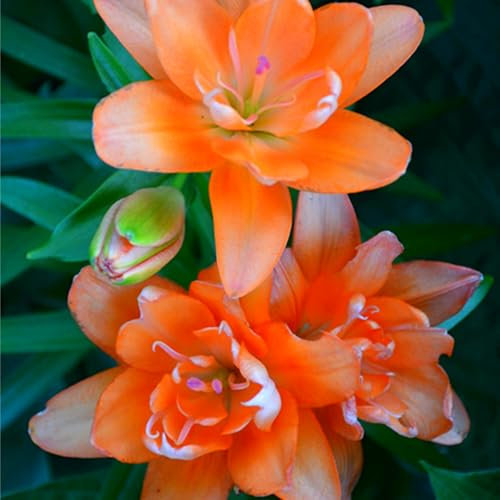 Bulbi di giglio (senza semi, non artificiali), perenni, forte resistenza al freddo, profumati, utilizzati per giardini e piantagioni domestiche-4 Bulbos-H