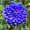 Bulbos De Dalia,JardineríA,Plantas Perennes, Flores Brillantes,Largo PeríOdo De FloracióN,Resistentes Al FríO,Flores De Cuatro Estaciones,Plantas De Bulbo-2bulbos-F