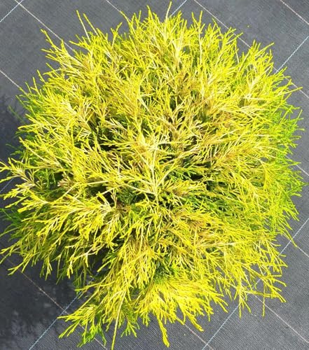 Leuchtend gelbe Scheinzypresse Chamaecyparis pisifera -Filifera Aurea 15-20 cm winterhart Freilandaufzucht