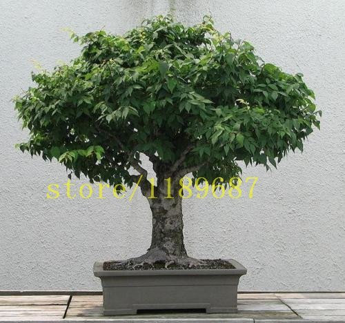 5 Stück Ulme Samen Bonsai-Baum Samen auf Büro so schön