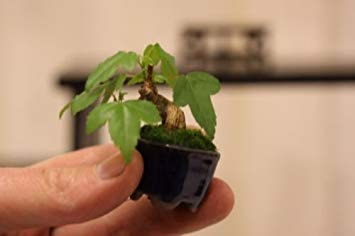 vegherb 25 Trident Maple Samen Dreispitz-Ahorn Bonsai Landschaft