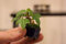 vegherb 25 Trident Maple Samen Dreispitz-Ahorn Bonsai Landschaft