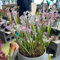 250 Pcs Sarracenia Purpurea Samen - Fleischfressende Pflanzen - Gartenpflanzen, Alte Sorten Saatgut, Fleischfressende Samen, Winterharte Kübelpflanzen, Grünpflanzen, Exotische Pflanzen,