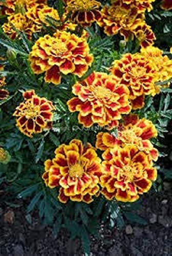 Marigold Plants, French Marigold 'Mixed Selection', 20 x Full Plant Pack, Bedding Plants, Marigolds, Flowers, Garden Ready and Ready to Plant, Premium Quality Flowers