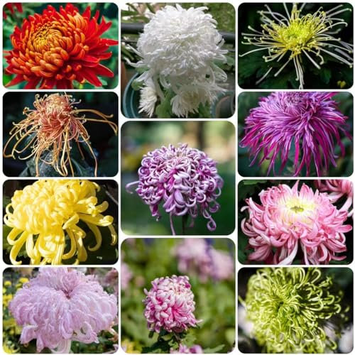 150 pcs chrysanthemen winterhart samen - hochbeete für garten chrysantheme,Chrysanthemum morifolium, frühlingsblumen saat bonsai topf balkonpflanzen wildblumensamen topfpflanzen zimmerpflanze