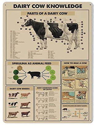 Póster de conocimiento de vaca lechera, letrero de metal, placa de pared, decoración vintage, retro, pintura de hierro, letrero de aluminio para decoración del hogar, bar, tienda, hombres, cueva, gara