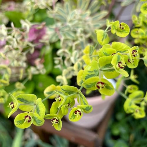 10 pcs wolfsmilch kaktus samen - Euphorbia pekinensis - winterharte kübelpflanzen, blumen garten wolfsmilch pflanze samen, steingartenpflanzen winterhart hochbeet balkon, seed balkon,
