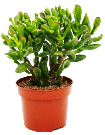 Exotenherz Dickblatt - Löffelbaum - Crassula Hobbit - Sukkulente Zimmerpflanze - 12cm Topf