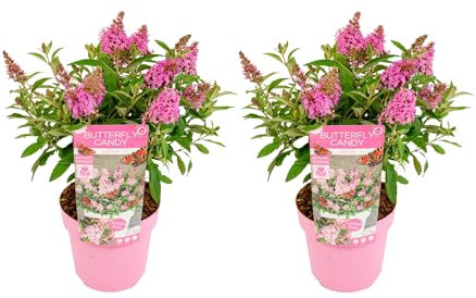 Bloomique - 2er-Set - Buddleja Butterfly Little Pink - Schmetterlingsflieder - Gartenpflanzen - Winterhart - 30-40 cm Hoch - Topf 19 cm