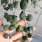 300 Pcs Leuchterblume Hängend Samen - Pflanzen Wand, Mini Sukkulenten Echt (Ceropegia Woodii) Gartenpflanzen Lianen Dekoration Dschungel Winterharte Pflanzen Für Balkon, Sukkulenten
