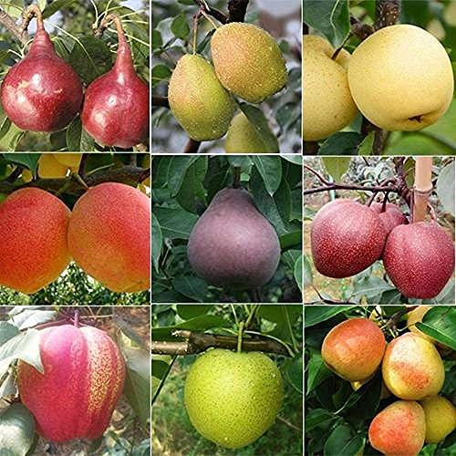 100 Stück Birne Saat Im Herbst Geerntet Gemischte Birnensorten Elegantes Aroma Erbstück Laubfruchtbaum Im Laufe Des Jahres Gepflanzt Obstsamen