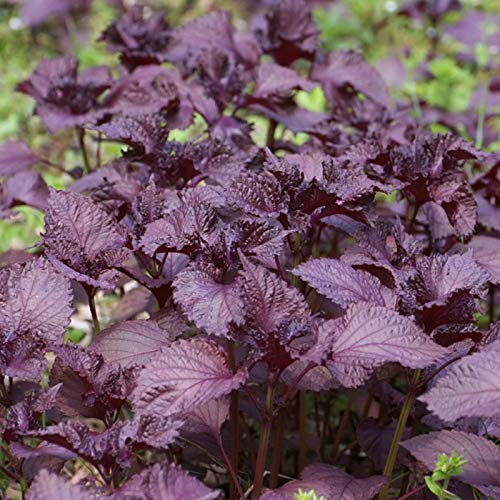 LovePlz 100 semillas de perilla púrpura unids/bolsa sin transgénicos de color brillante bajo en carbohidratos excelente planta de producción de semillas de perilla para jardines Semilla