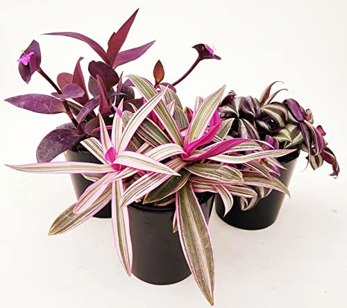 POWERS TO FLOWERS - TRADESCANTIA SETCREASEA PALLIDA, ZEBRINA, RHOEO, 3 PIANTE, VASO 13CM DIAMETRO, piante vere