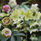 15 pcs Christrosen deko samen - bienenweide saatgut bonsai topf Christrose, balkon deko seed flowers blumendeko ausgefallene geschenke indoor garten balkon blumen bonsai samen garten