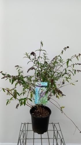 Buddleja dav. 'Border Beauty' - Schmetterlingsflieder Sommerflieder 60-80 cm Container