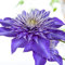 Clematis Kletterpflanze Waldrebe Multi Blue 40-60cm 2L Topf gewachsen