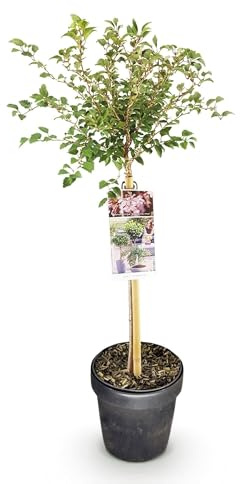 Fuji Kirsche Prunus incisa Kojou no Staude ca. 90 cm | weiß blühende Terrassenpflanze, winterhart und laubabwerfend, für Beet und Kübel, bienenfreundlich
