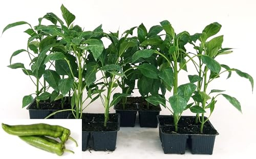 POWERS TO FLOWERS - PEPERONE FRIGGITELLO (FRIARIELLO), 16 PIANTE BIO, Piante vere