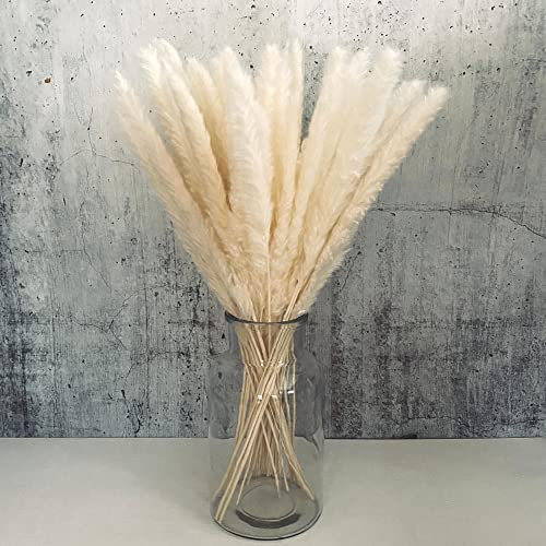 Pampasgras Deko weiß 44cm lang Trockenblumen groß I Boho Deko I getrocknete Blumen I Tischdeko I Dekozweige für Trockenblumenstrauß I echte Dekoblumen I Pampas I Deko Blumen
