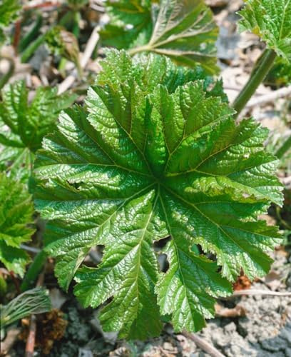 Schildblatt im Topf Darmera peltata winterhart Bodendecker | 90-150 cm, rosa Blüten April bis Juni, halbschattig bis schattig, Teichrand und Bachlauf, winterhart bis -20 °C