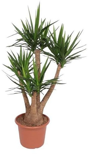 Giglio di palma gigante – Yucca Elephantipes – Pianta d'appartamento – 170 cm – Ø 45 cm