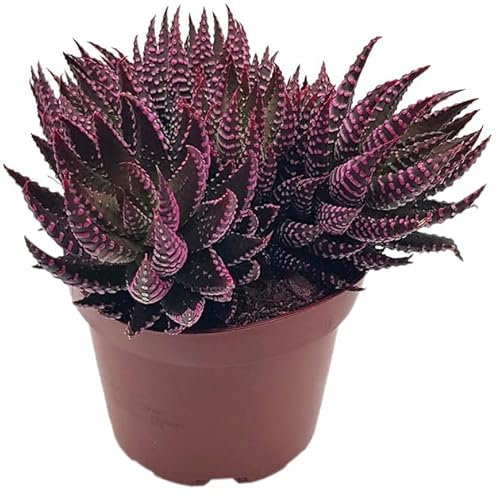 Fangblatt - Haworthia zebrina roze - extravagante Sukkulente - im Ø 12 cm Topf - Zimmerpflanze perfekt für Sammler