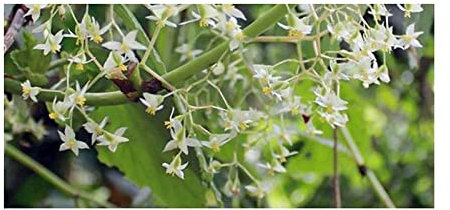 Stk - 10x Begonia glabra Ziersträucher Garten Pflanzen - Samen ID330 - Seeds & Plants Shop by Ipsa