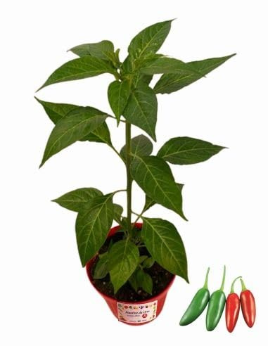 P. Piantine da Orto | Peperoncino Jalapeño, Pianta in Vaso Diametro 14 cm, Pianta Pronta per il Trapianto, Pianta Vera, Frutta da Mangiare, Vivaio Italiano