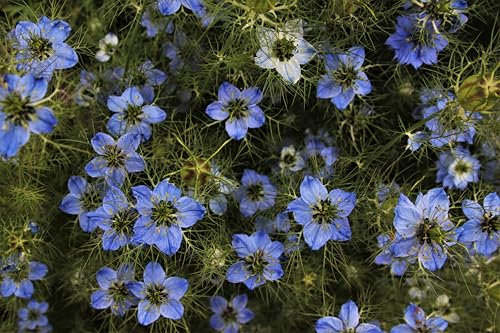 Echter Schwarzkümmel (Nigella sativa) Samen. 'Römischer Koriander' (10.000 Samen = 20,0g)