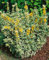 Lysimachia punctata 'Alexander' ca. 9x9 cm Topf - Goldfelberich, gelbe Blüten, Blütezeit Juni-August, ideal für Rabatten, pflegeleicht und winterhart