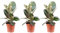 3er-Set Gummibaum - echte Zimmerpflanze, Ficus elastica 'Robusta' - Höhe ca. 50 cm, Topf-Ø 17 cm