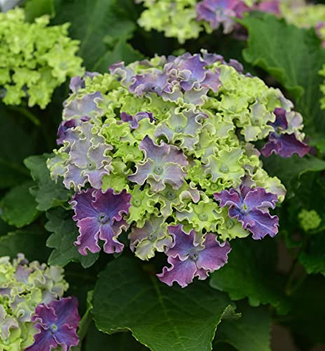 Bauernhortensie Curly Sparkle Blue Purple 30-40cm - Hydrangea macrophylla