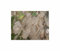 g - 1 g Judaspfennig Silberblatt Garten Pflanzen - Samen F-S586 - Seeds & Plants Shop by Ipsa
