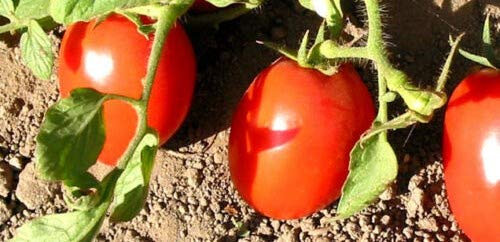 Tomatensamen Roma Typ Chrobry F1 (Solanum Lycopersicum), 50 Samen