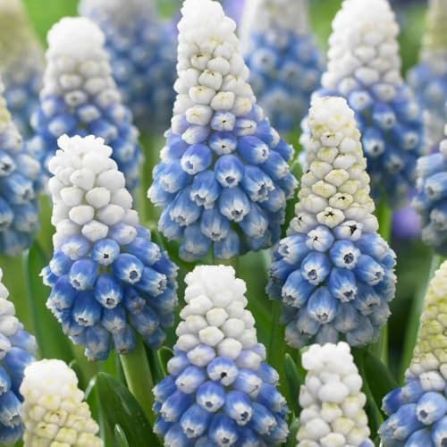 10 x Muscari Mountain Lady – Bi-Coloured Blooms of Blue & White – Fragrant Clustered Flowers – Spring Flowering Bulbs – Perennials – for Your Beautiful Garden